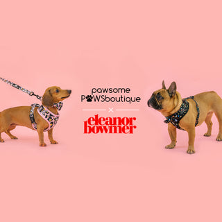 Eleanor Bowmer x Pawsome Paws Boutique